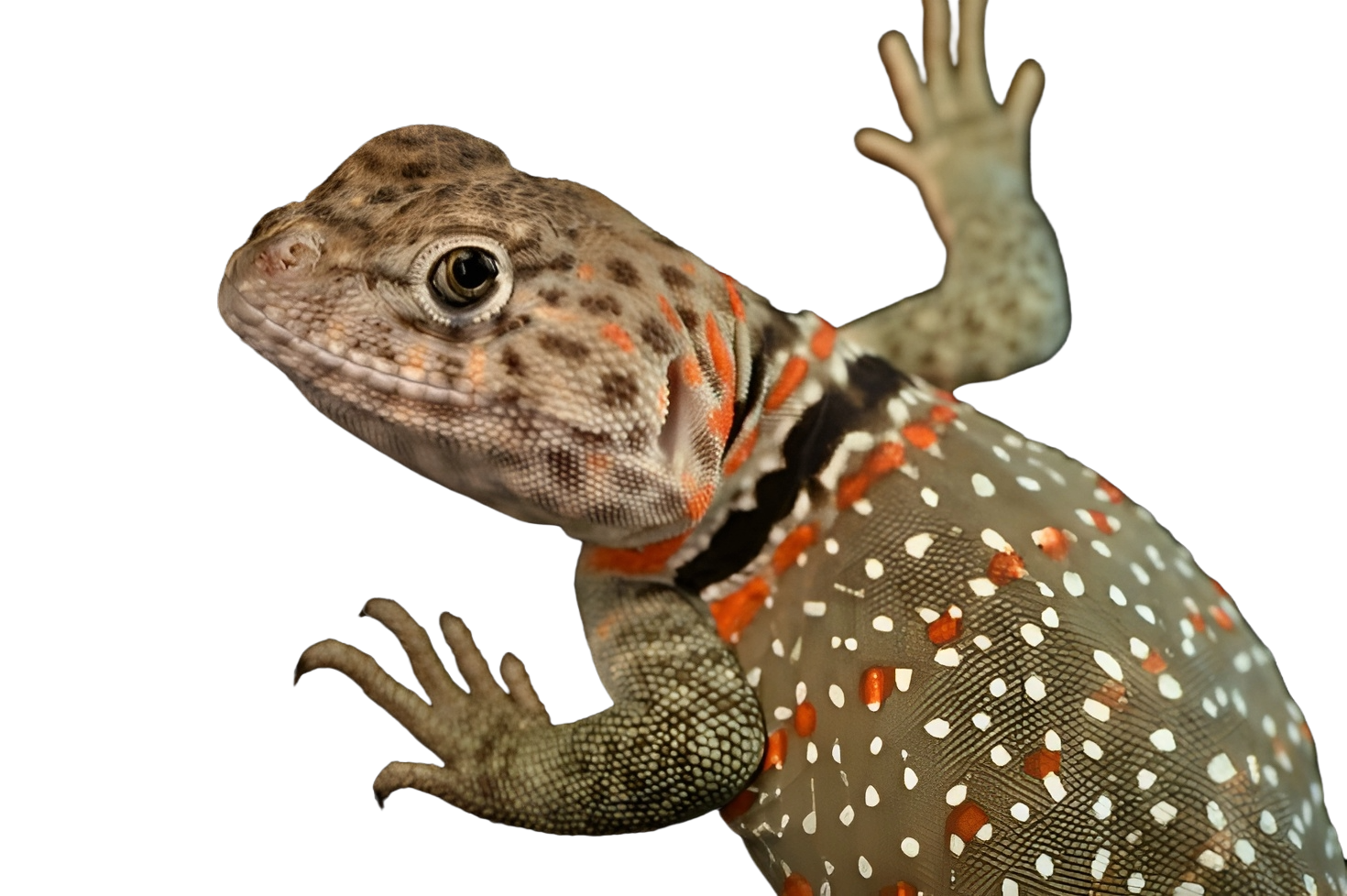 Eastern Collared Lizard